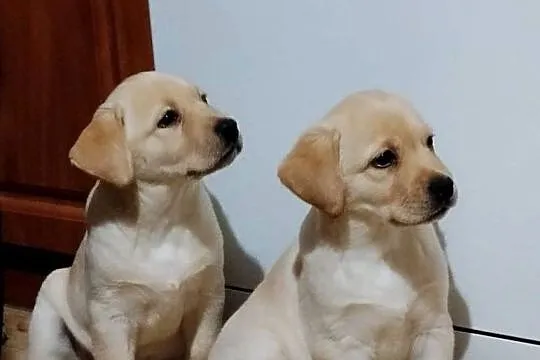 Piękne szczenięta rasy Labrador Retriever ZKwP FCI, Warmińsko-mazurskie, Nowe Miasto Lubawskie