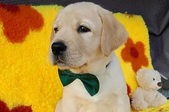Piękne szczenięta rasy Labrador Retriever ZKwP FCI, Warmińsko-mazurskie, Nowe Miasto Lubawskie