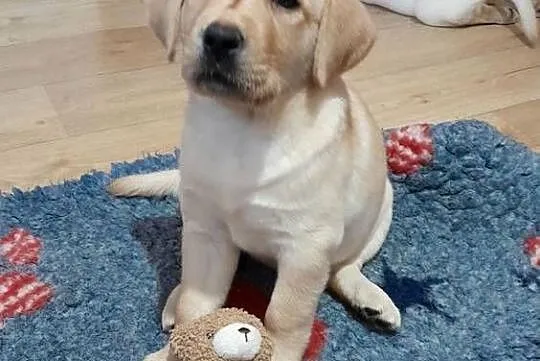 Piękne szczenięta rasy Labrador Retriever ZKwP FCI, Warmińsko-mazurskie, Nowe Miasto Lubawskie