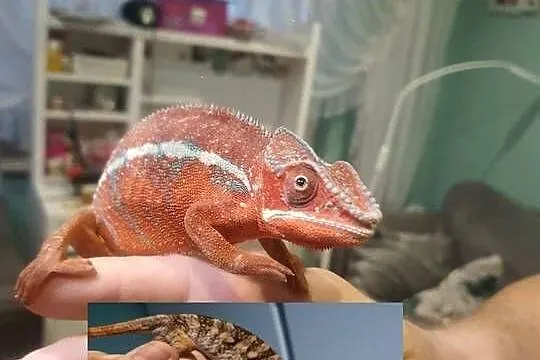 sprzedam kameleona lamparci