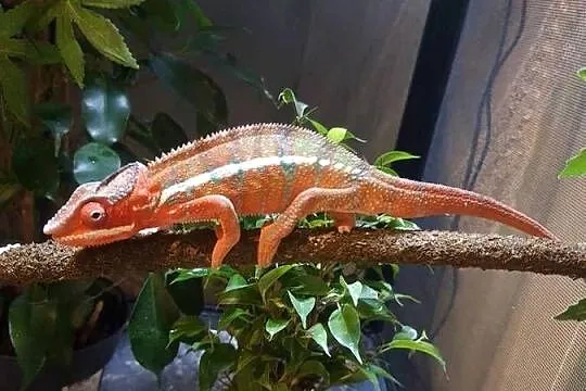 sprzedam kameleona lamparci, Kujawsko-pomorskie, Lubień Kujawski
