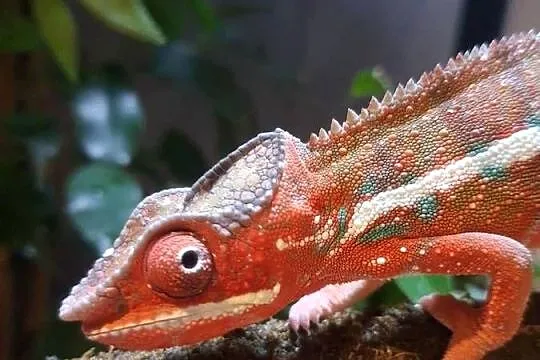 sprzedam kameleona lamparci, Kujawsko-pomorskie, Lubień Kujawski