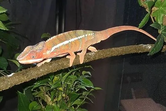 sprzedam kameleona lamparci, Kujawsko-pomorskie, Lubień Kujawski