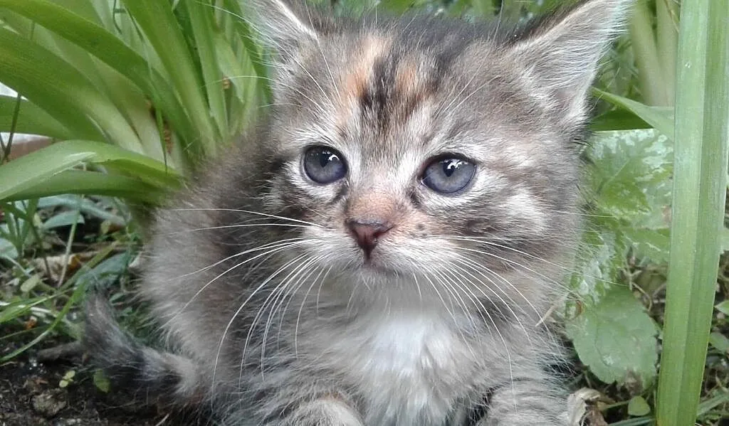 Malutka Fifi do adopcji, Śląskie, Gliwice