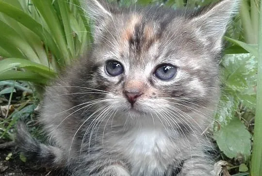 Malutka Fifi do adopcji, Śląskie, Gliwice