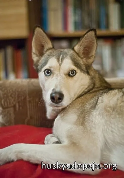 CASSIS- wspaniała młoda suczka mix husky do adopcj