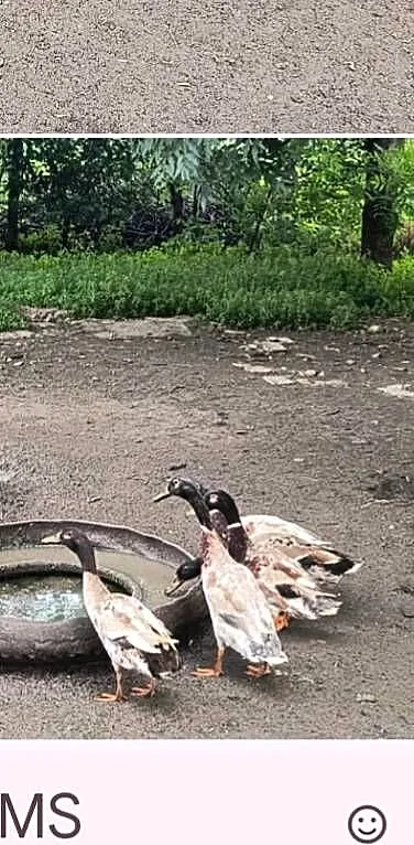 Kaczory biegusy indyjskie, Małopolskie, Miechów