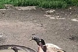 Kaczory biegusy indyjskie
