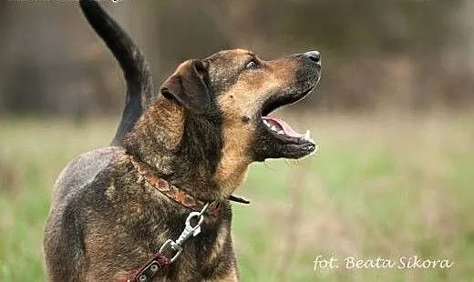 BUDDY do adopcji-prawie 5 lat czeka na DOM!, łódz
