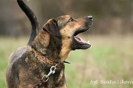 BUDDY do adopcji-prawie 5 lat czeka na DOM!,  łódz