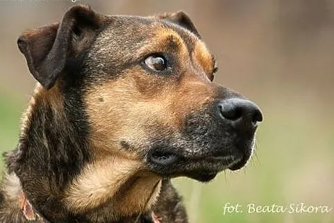 BUDDY do adopcji-prawie 5 lat czeka na DOM!,  łódz