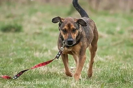 BUDDY do adopcji-prawie 5 lat czeka na DOM!,  łódz
