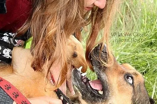 BUDDY do adopcji-prawie 5 lat czeka na DOM!,  łódz