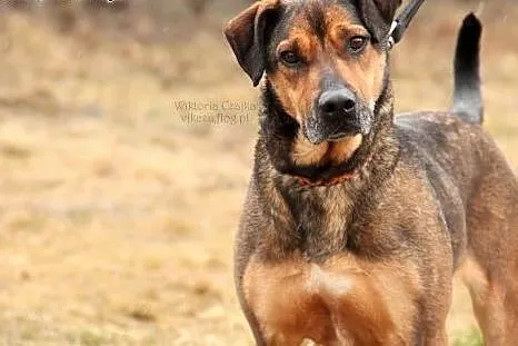 BUDDY do adopcji-prawie 5 lat czeka na DOM!,  łódz