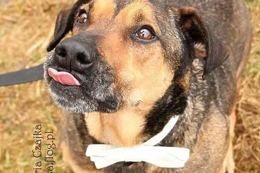 BUDDY do adopcji-prawie 5 lat czeka na DOM!,  łódz
