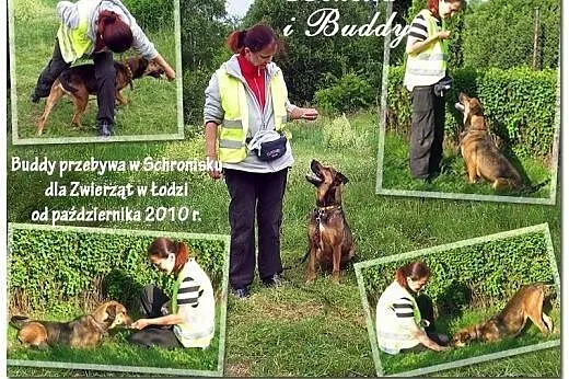 BUDDY do adopcji-prawie 5 lat czeka na DOM!,  łódz