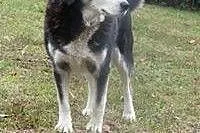 PIRAT-5letni, średniej wielkości pies pilnie poszu