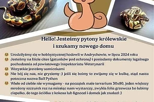 Pytony szukają nowego właściciela