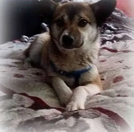 Milunia - 8 kg słodyczy do adopcji, podlaskie Sie