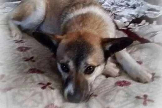 Milunia - 8 kg słodyczy do adopcji,  podlaskie Sie