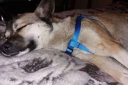 Milunia - 8 kg słodyczy do adopcji,  podlaskie Sie