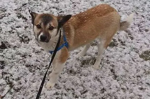 Milunia - 8 kg słodyczy do adopcji,  podlaskie Sie