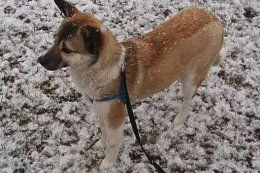 Milunia - 8 kg słodyczy do adopcji,  podlaskie Sie