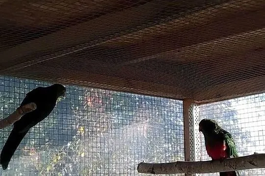 Papugi, Pomorskie, Prabuty