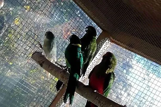 Papugi, Pomorskie, Prabuty