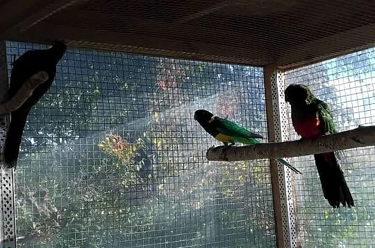 Papugi, Pomorskie, Prabuty