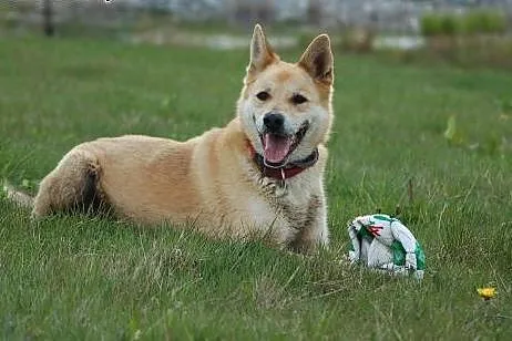 Diego - do adopcji FILMIK, wielkopolskie Poznań