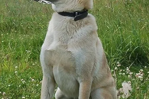Diego - do adopcji  FILMIK,  wielkopolskie Poznań