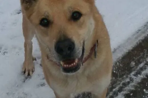 Diego - do adopcji  FILMIK,  wielkopolskie Poznań