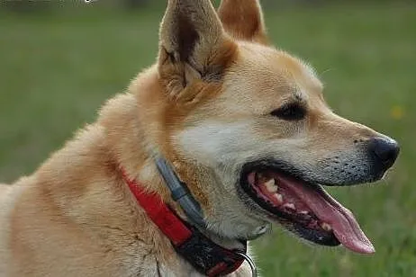 Diego - do adopcji  FILMIK,  wielkopolskie Poznań