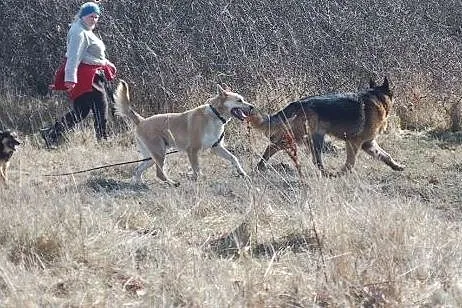 Diego - do adopcji  FILMIK,  wielkopolskie Poznań