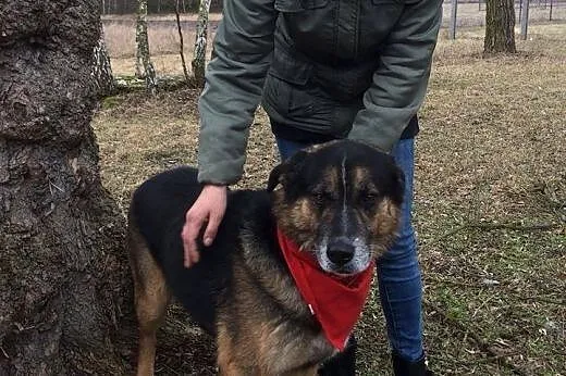 Piasek, kontaktowy psiak prosi o dom!,  Kundelki c