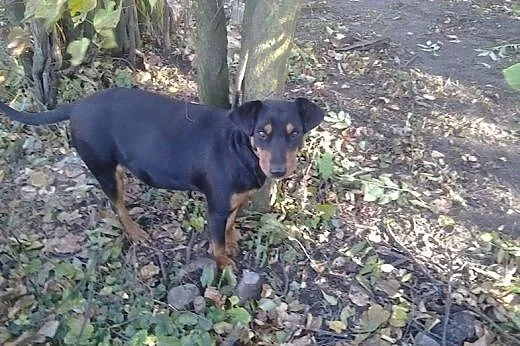 Ella, młodziutka sunia w typie DOBERMAN szuka domu