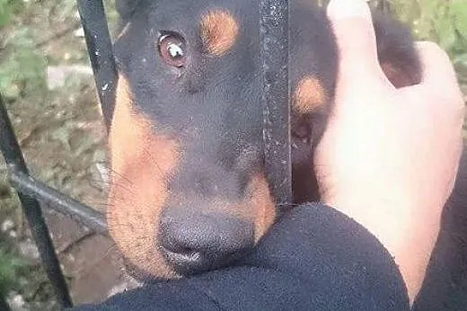 Ella, młodziutka sunia w typie DOBERMAN szuka domu