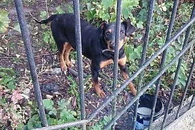 Ella, młodziutka sunia w typie DOBERMAN szuka domu