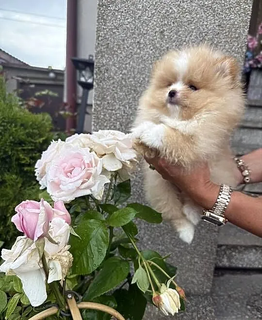 Szpic miniaturowy pomeranian boy, Śląskie, Gliwice