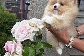 Szpic miniaturowy pomeranian boy