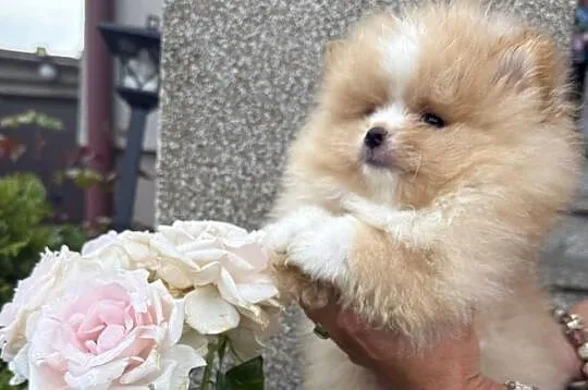 Szpic miniaturowy pomeranian boy, Śląskie, Gliwice