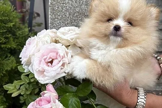 Szpic miniaturowy pomeranian boy, Śląskie, Gliwice