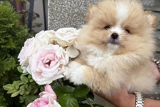 Szpic miniaturowy pomeranian boy, Śląskie, Gliwice