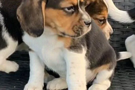 Śliczne szczeniaczki beagle, Warka
