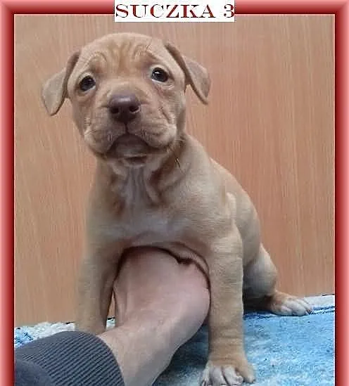 Pit Bull Szczeniaki
