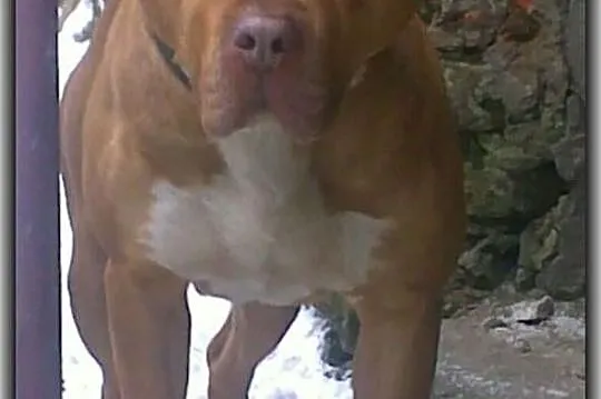 Pit Bull Szczeniaki