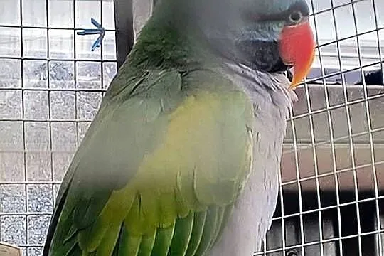 Alexandrety chiński para lęgowa, Wielkopolskie, Krzemieniewo