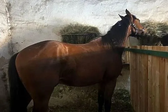 Sprzedam wałacha, Lubuskie, Radoszyn