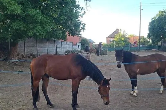 Sprzedam wałacha, Lubuskie, Radoszyn